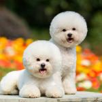 Bichon Frisé