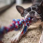 Boston Terrier