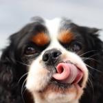 Cavalier King Charles