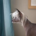 Chien chinois à crête