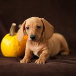 Dachsund