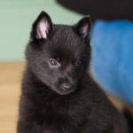 Schipperke