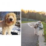 Jasmine a trouvé son chien Lily en Roumanie