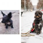 Muran a adopté son chien Magare il y a 6 ans