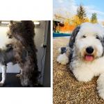 Yilka a adopté son chien Max en refuge il y a 1,5 ans