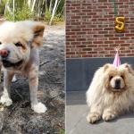 Sanne a adopté Balou en refuge il y a deux ans