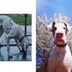 Yana a adopté le Dogue allemand Walter en février