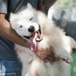 1. Samoyed - De 900 à 12 717 euros