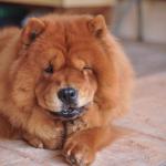 3. Chow Chow - De 1 000 à 10 000 euros