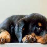 6. Rottweiler - De 350 à 8 175 euros