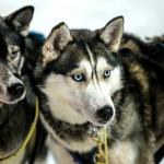 7. Chien Eskimo Canadien - De 800 à 7 950 euros
