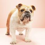 8. Bouledogue anglais - De 1 400 à 7 700 euros