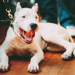 9. Dogue argentin - De 800 à 7 300 euros