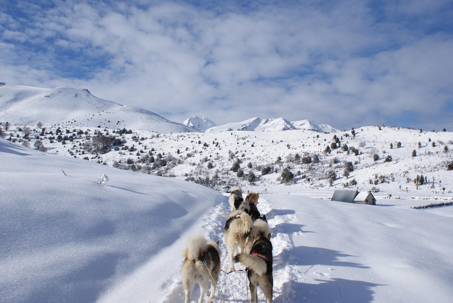 © HPTE Ingrid Saye, Chiens de traineaux à Payolle