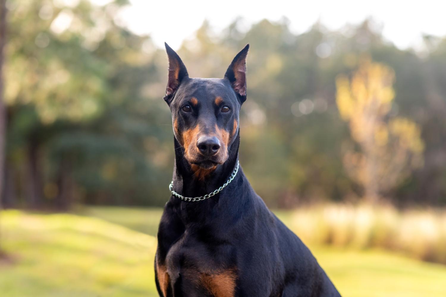 Stop een dobermann in uw portefeuille (Trends)