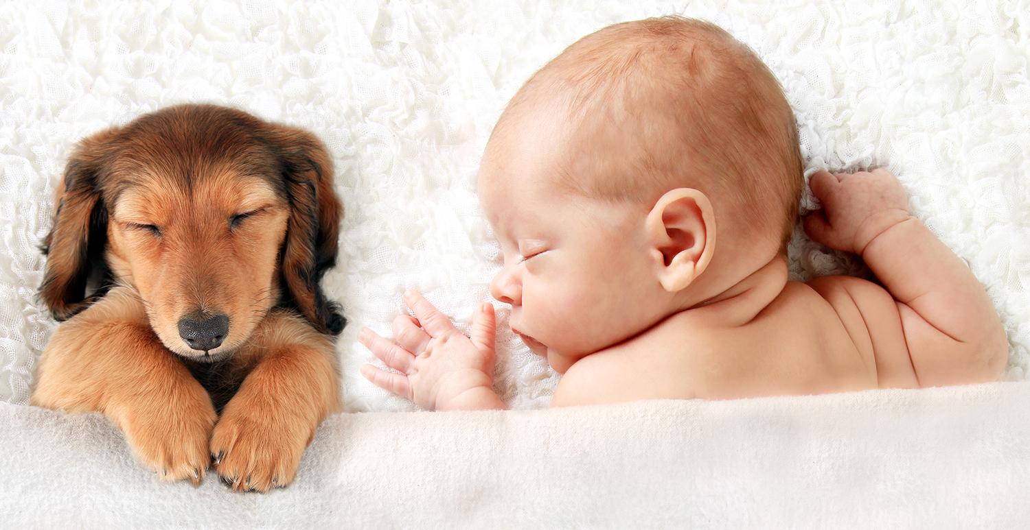 Voorrecht De neiging hebben Michelangelo Bewezen: een hond in huis maakt je baby gezonder