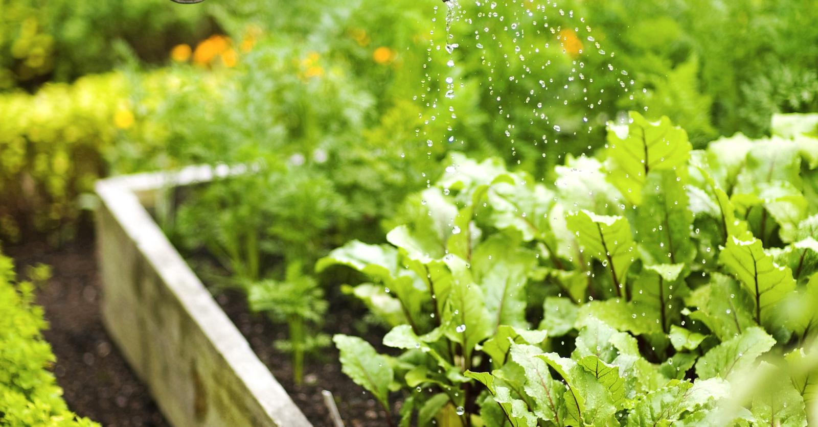 5 bonnes raisons de se mettre au jardinage