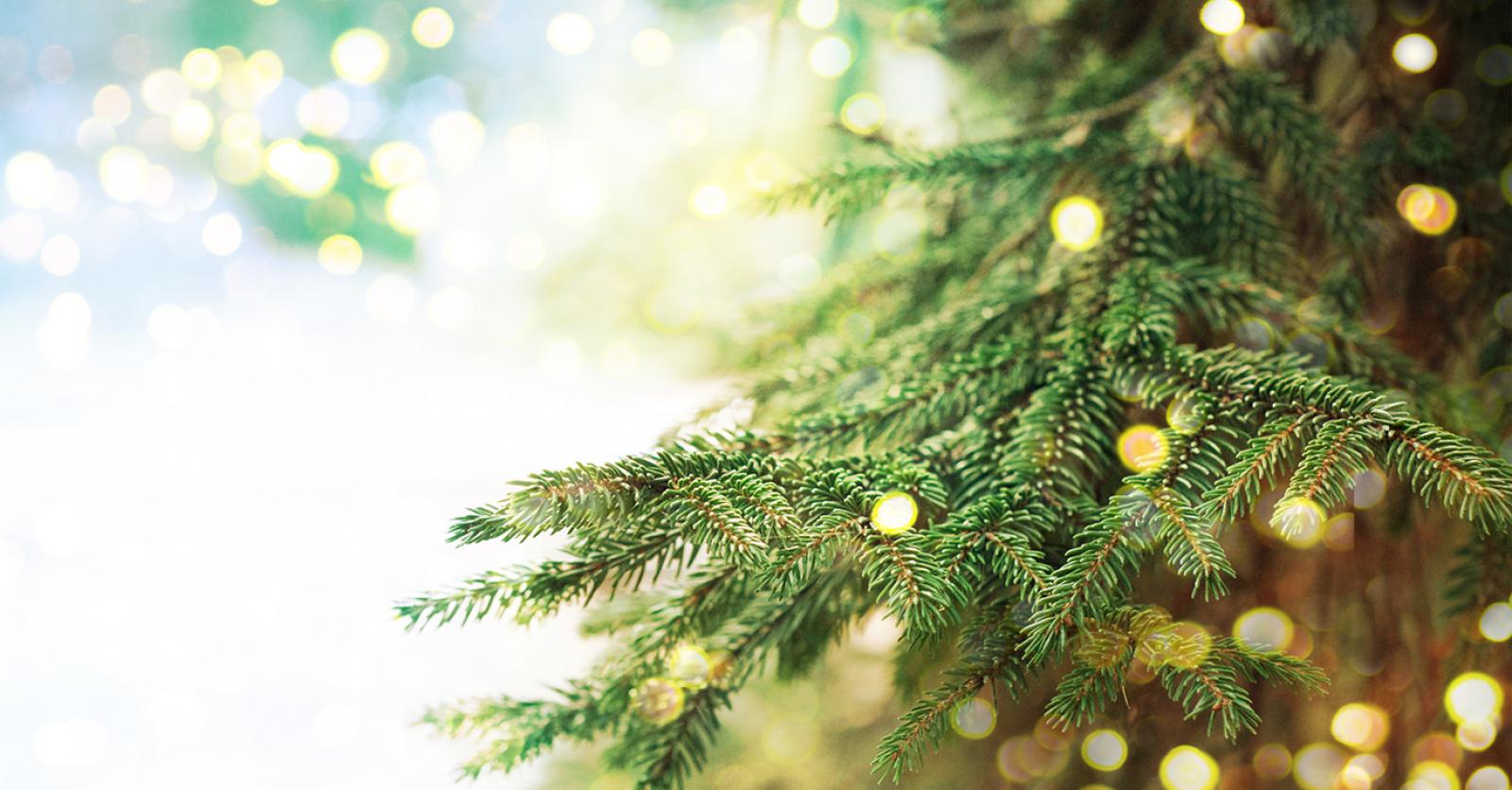 Licht Heel boos voldoende Dankzij deze tips verliest je kerstboom zijn naalden minder snel