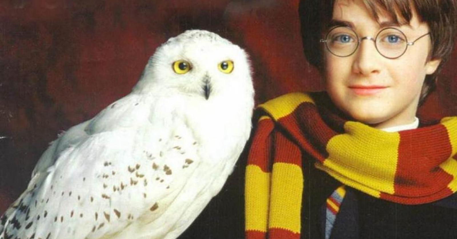Les chouettes et les hiboux sont menacés à cause du succès d'Harry Potter