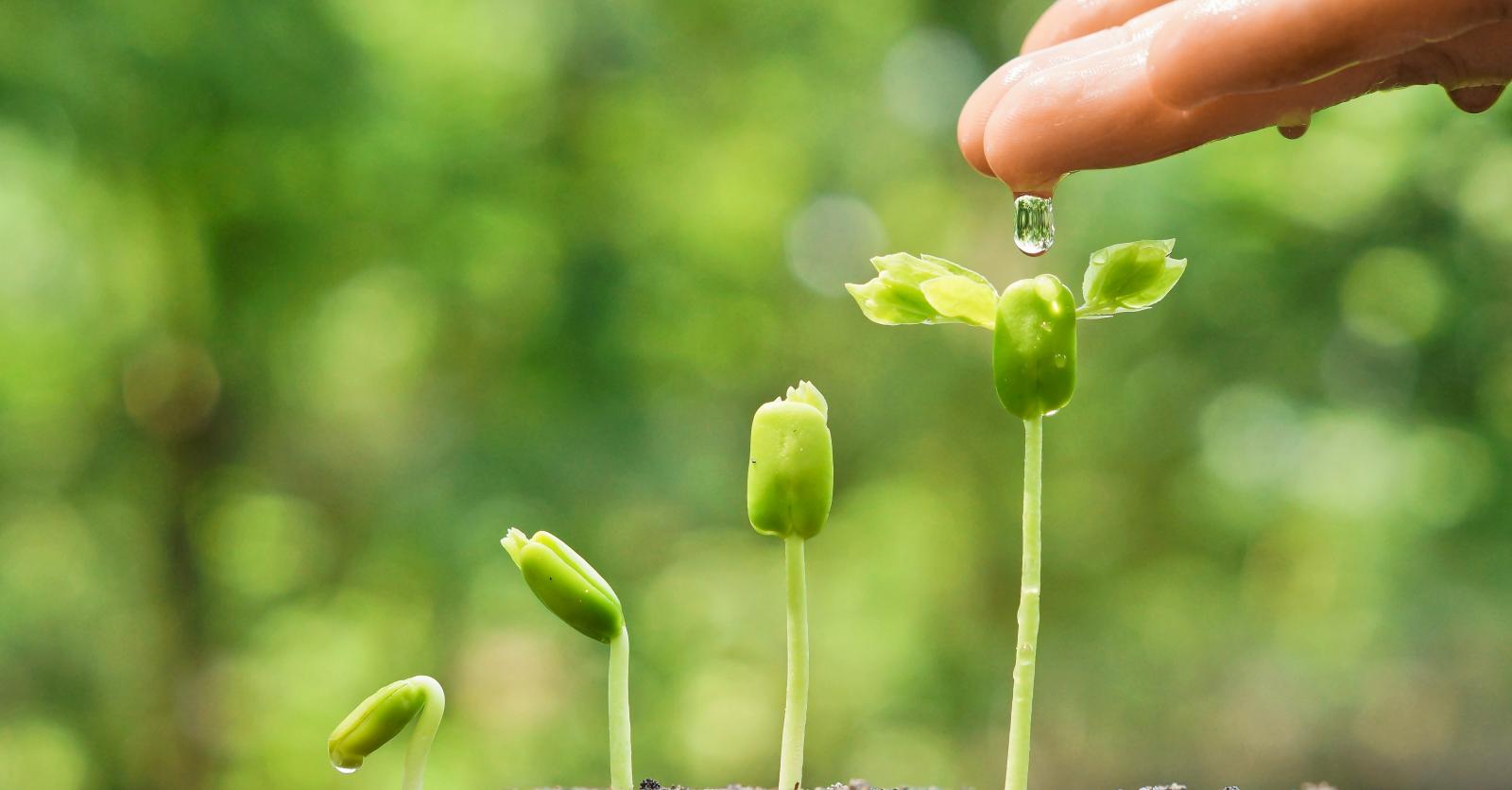 Processus de Germination – Lumière et plantes