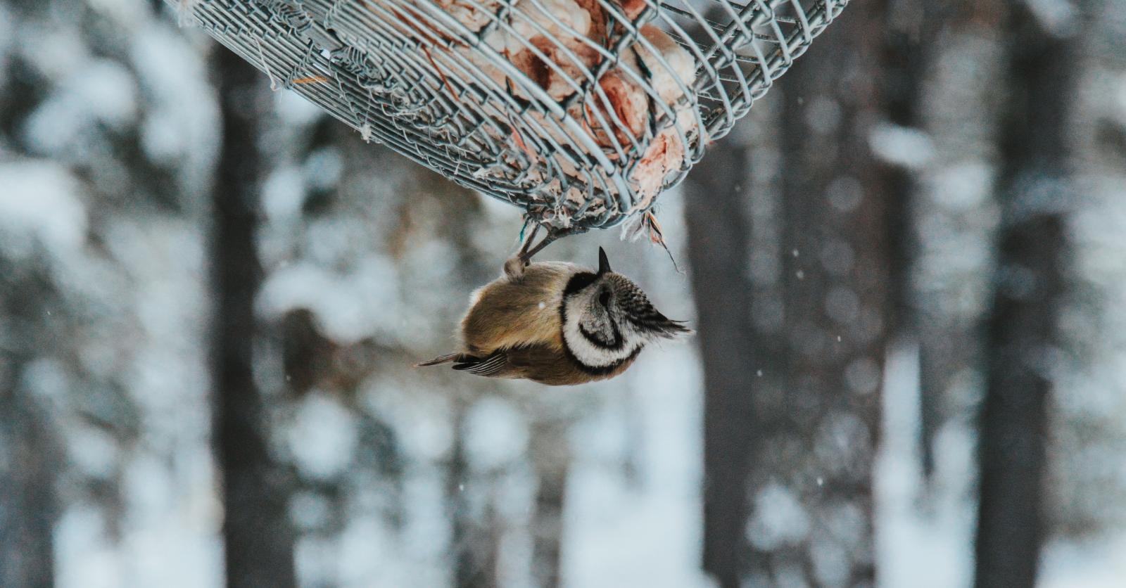 Boules de graisse pour oiseaux : voilà pourquoi il faut retirer les filets !