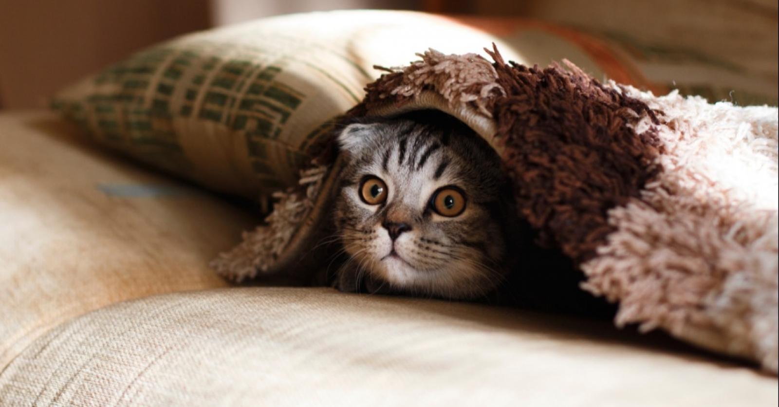 Le stress chez le chat : comment se manifeste-t-il ?