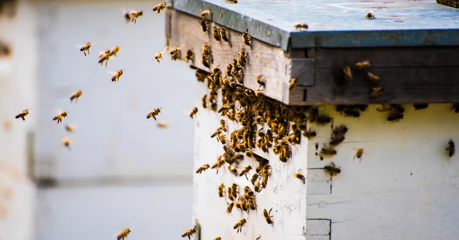 Que faire si vous trouvez un essaim d'abeilles dans votre jardin, et ce  qu'il ne faut pas faire