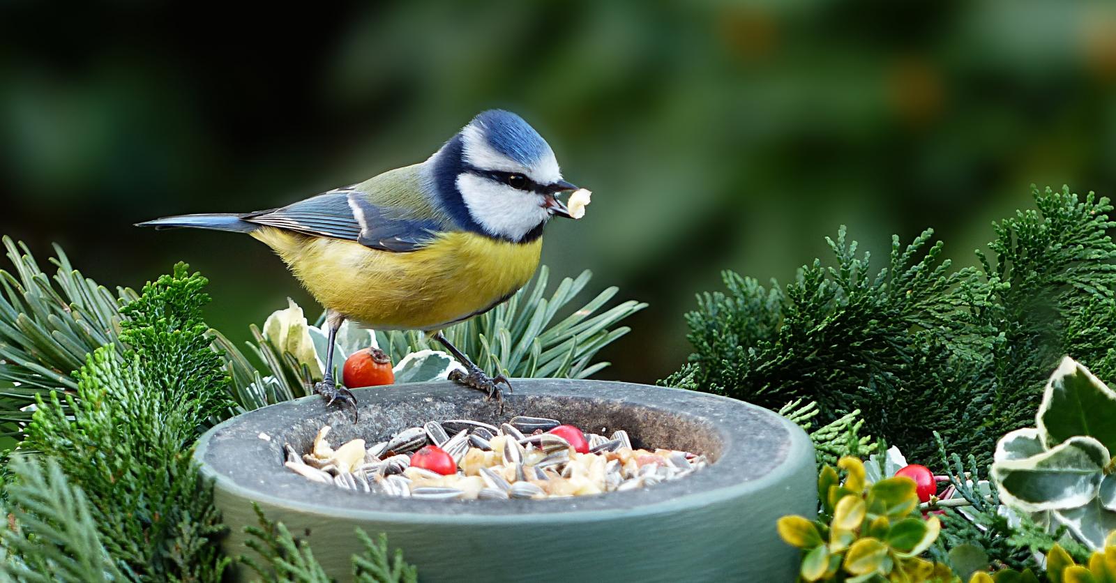 Nourrir les oiseaux au jardin: à faire et à ne pas faire! - Femmes
