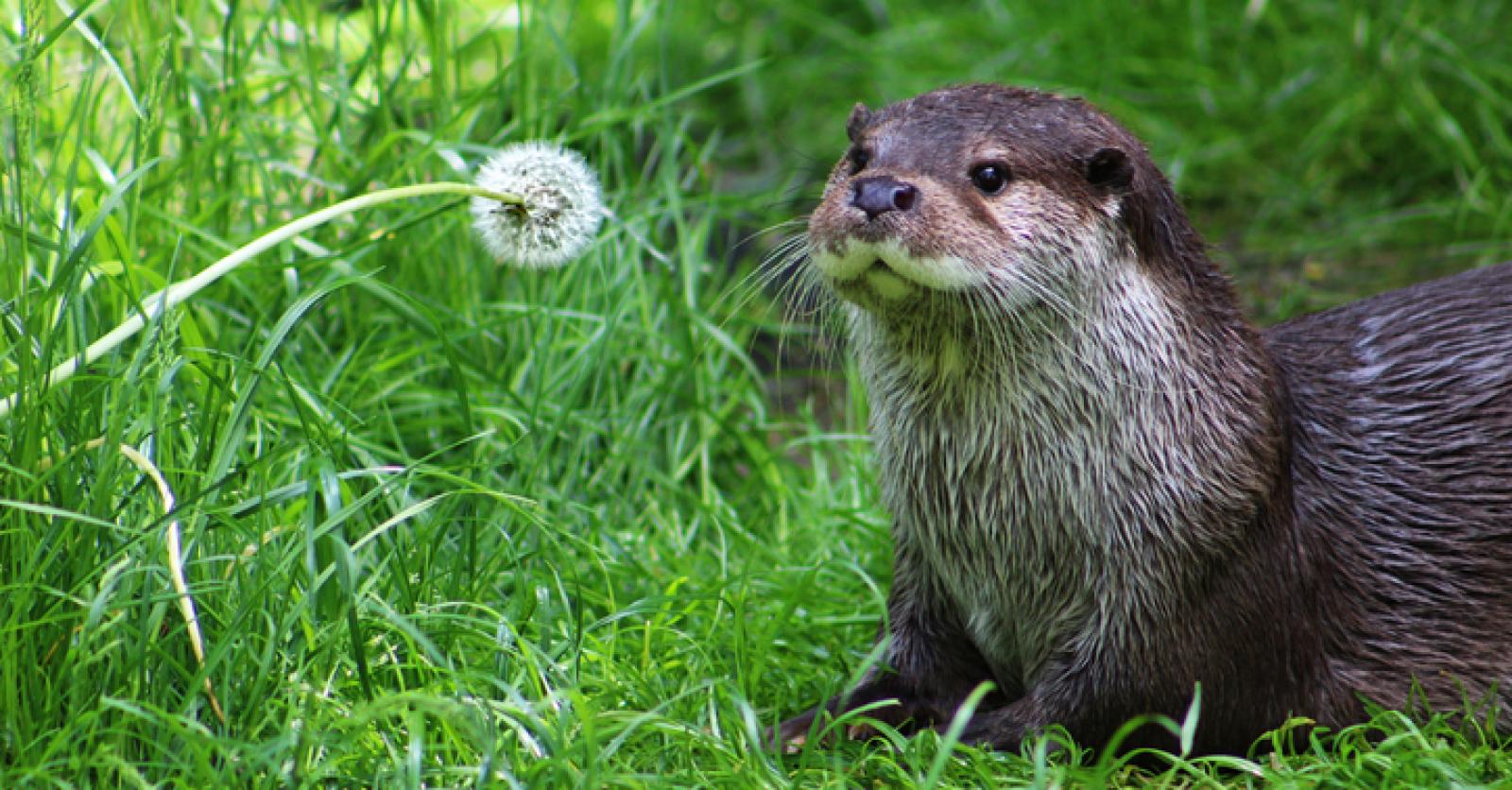 De terugkeer van de otter in Vlaanderen zo maak je opnieuw kennis met