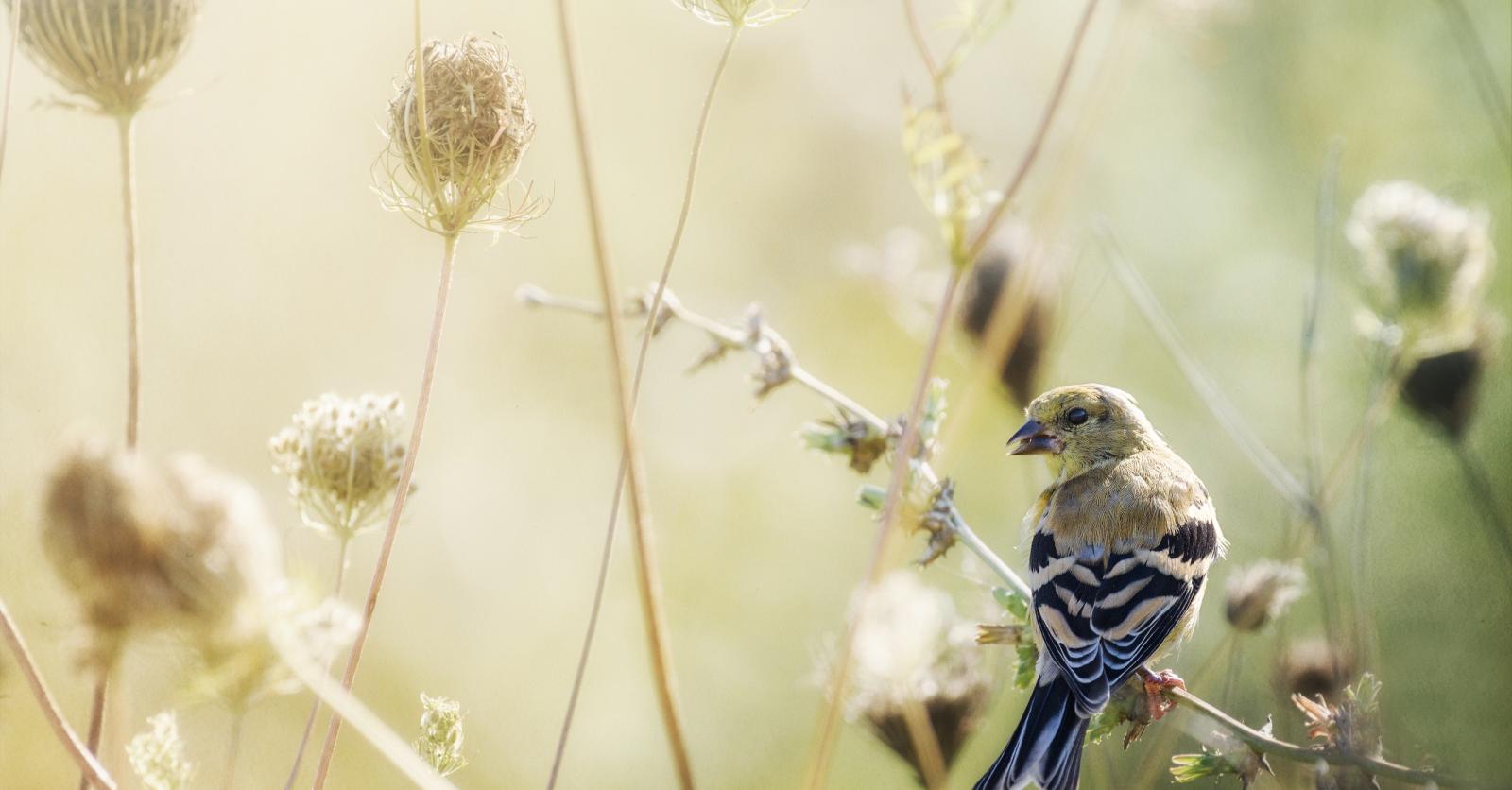 Les Balades De Natagora Pour écouter Les Oiseaux - Femmes D'Aujourd'hui