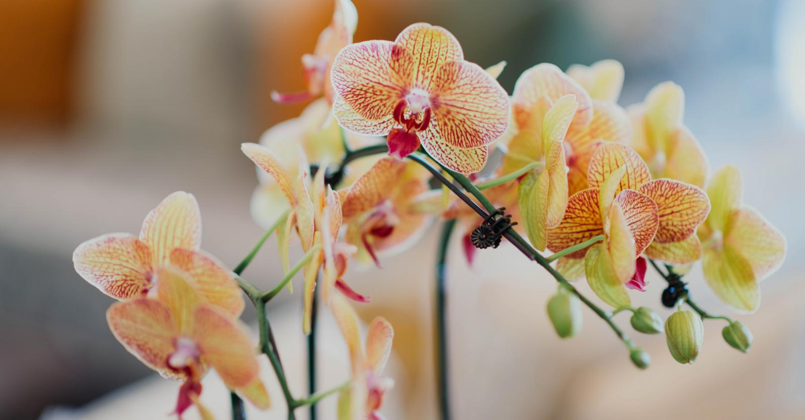 Comment tirer le meilleur de votre orchidée? - Femmes d'Aujourd'hui