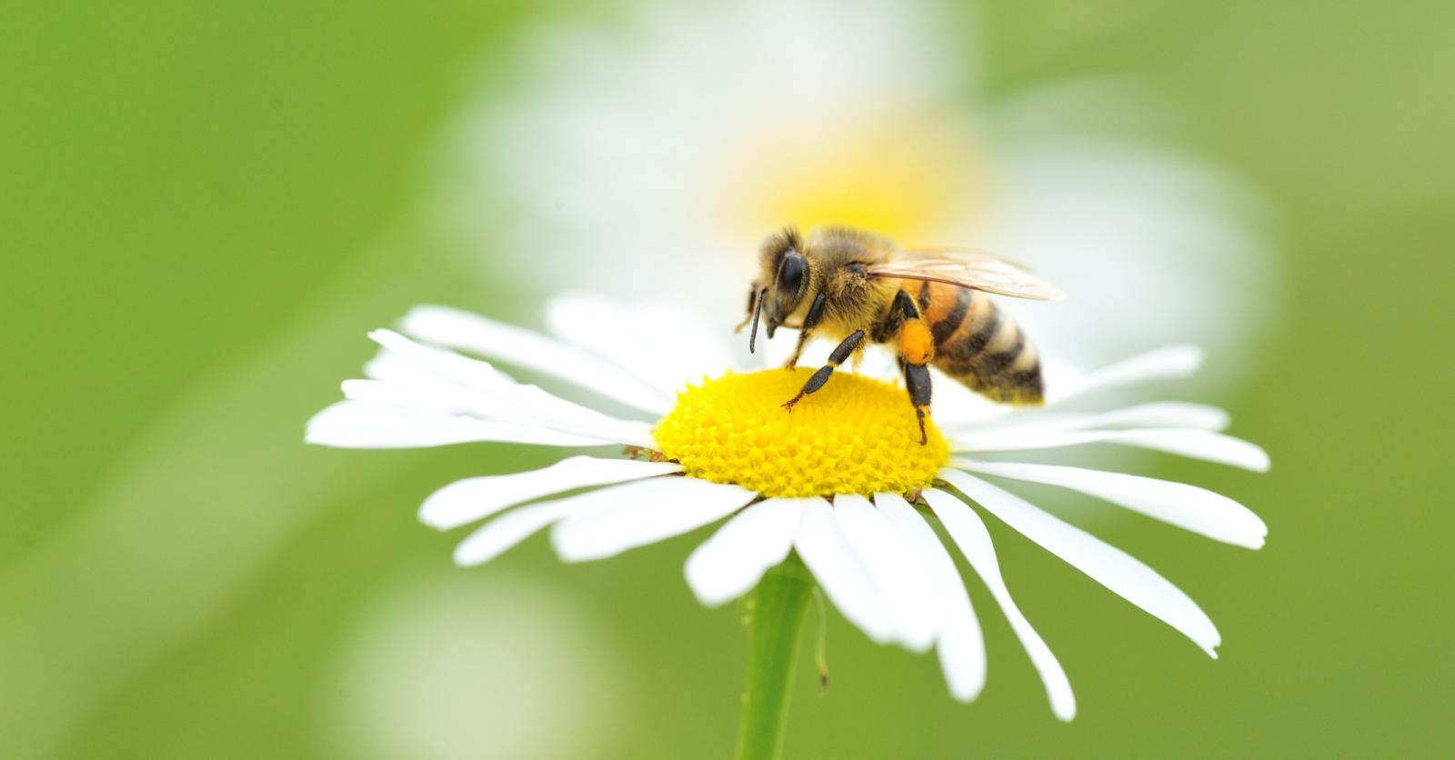 Bijensteek: hoe haal je de angel er veilig uit? - Libelle