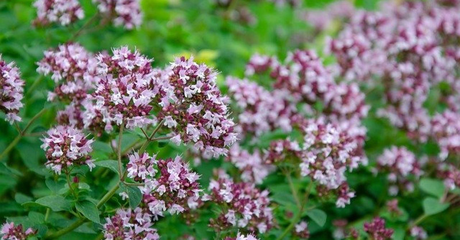 Душица любит. Душица обыкновенная. Орегано (душица). Душица Origanum vulgare. Душица обыкновенная медовый аромат.