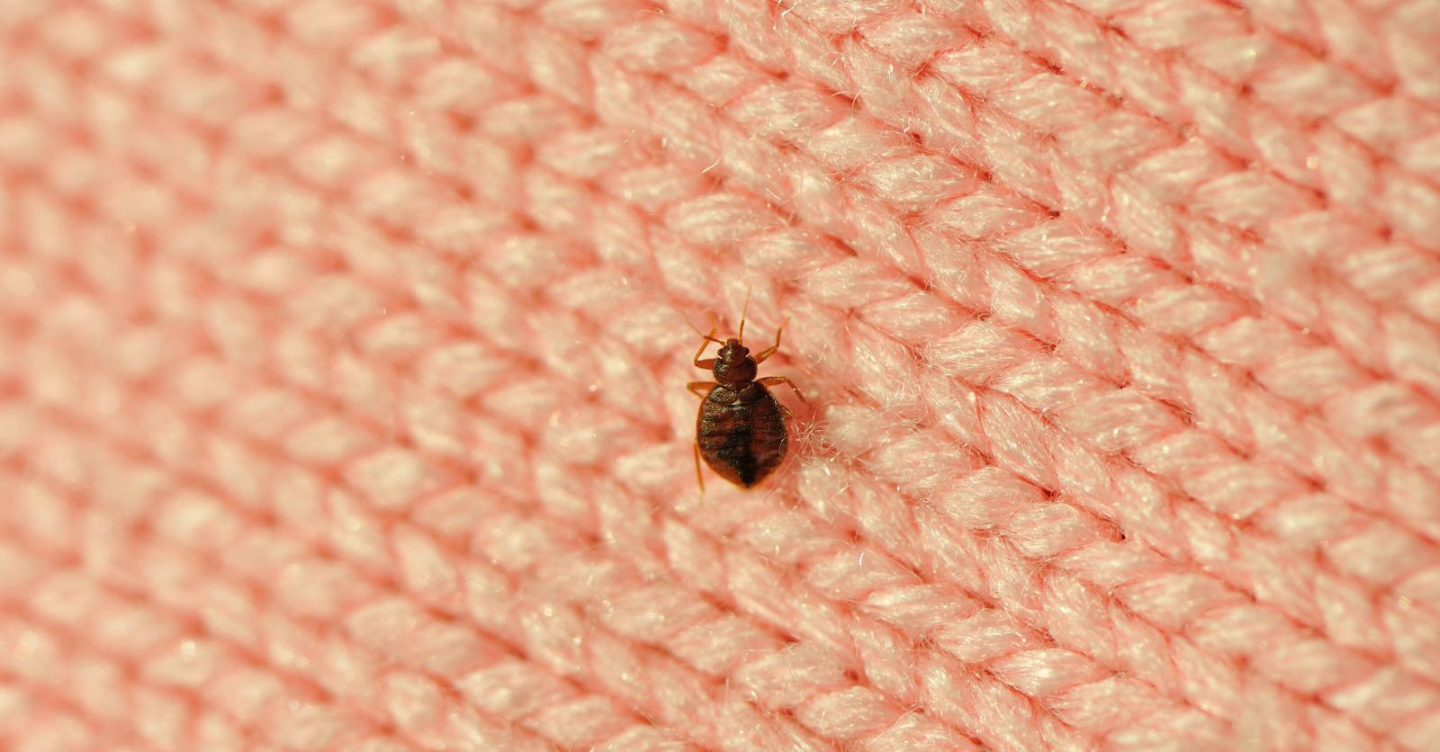 Punaises de lit : attention aux insecticides ! 