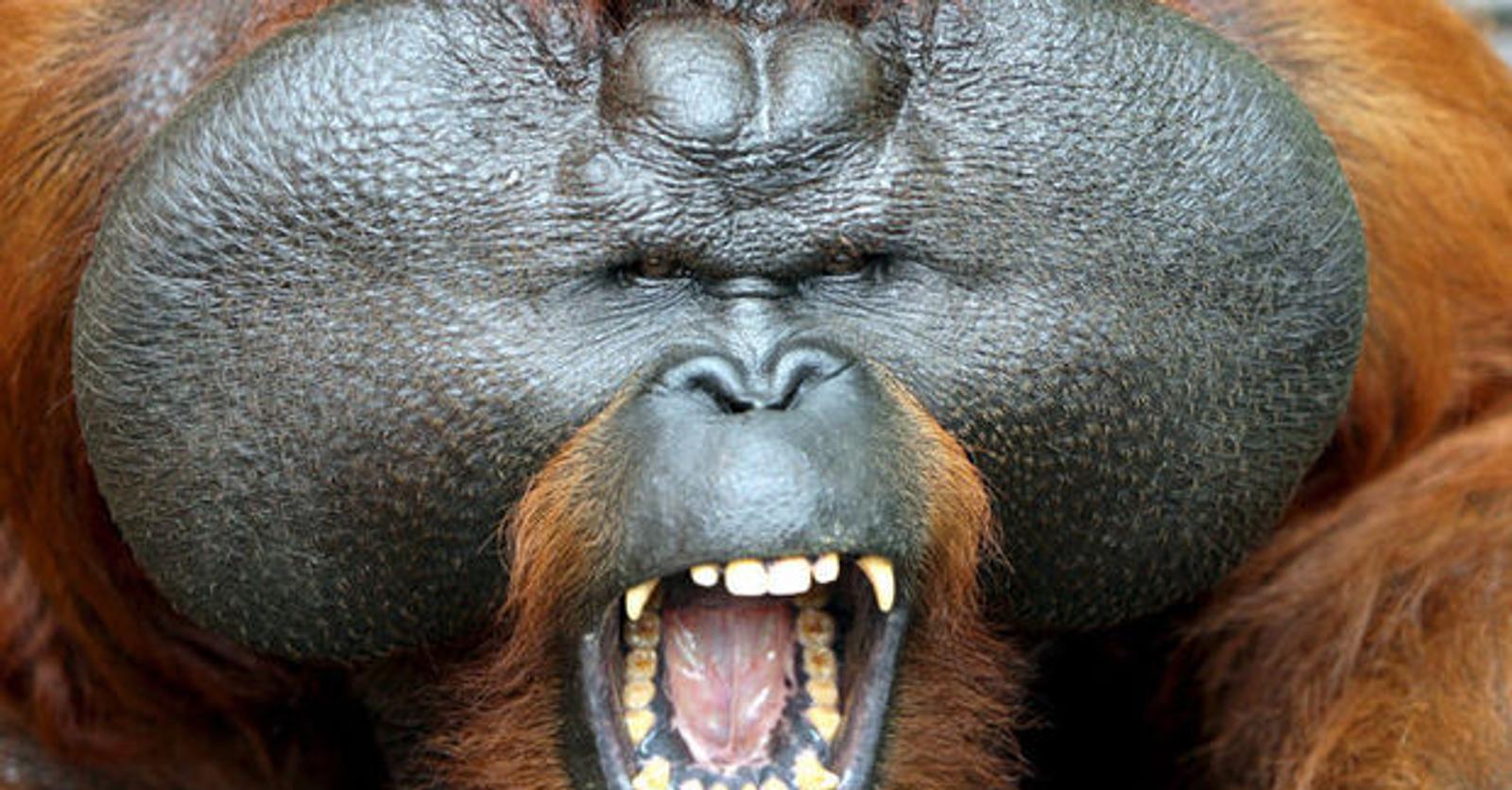 Video: Hoe een orang-oetan praten kan