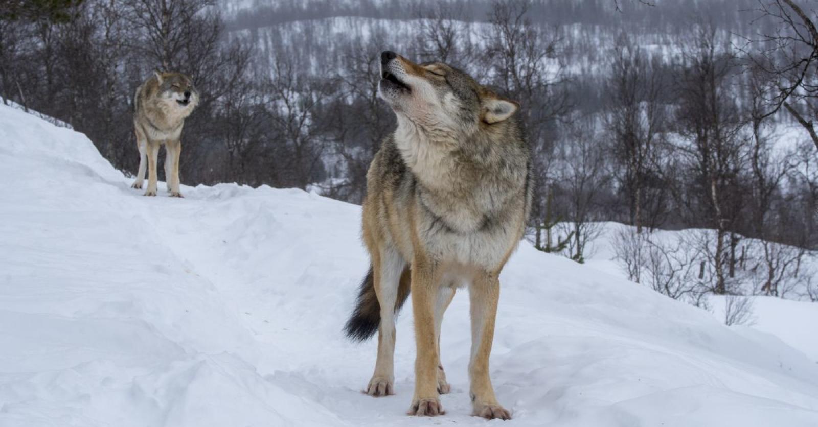 Wanneer huilen onze wolven?