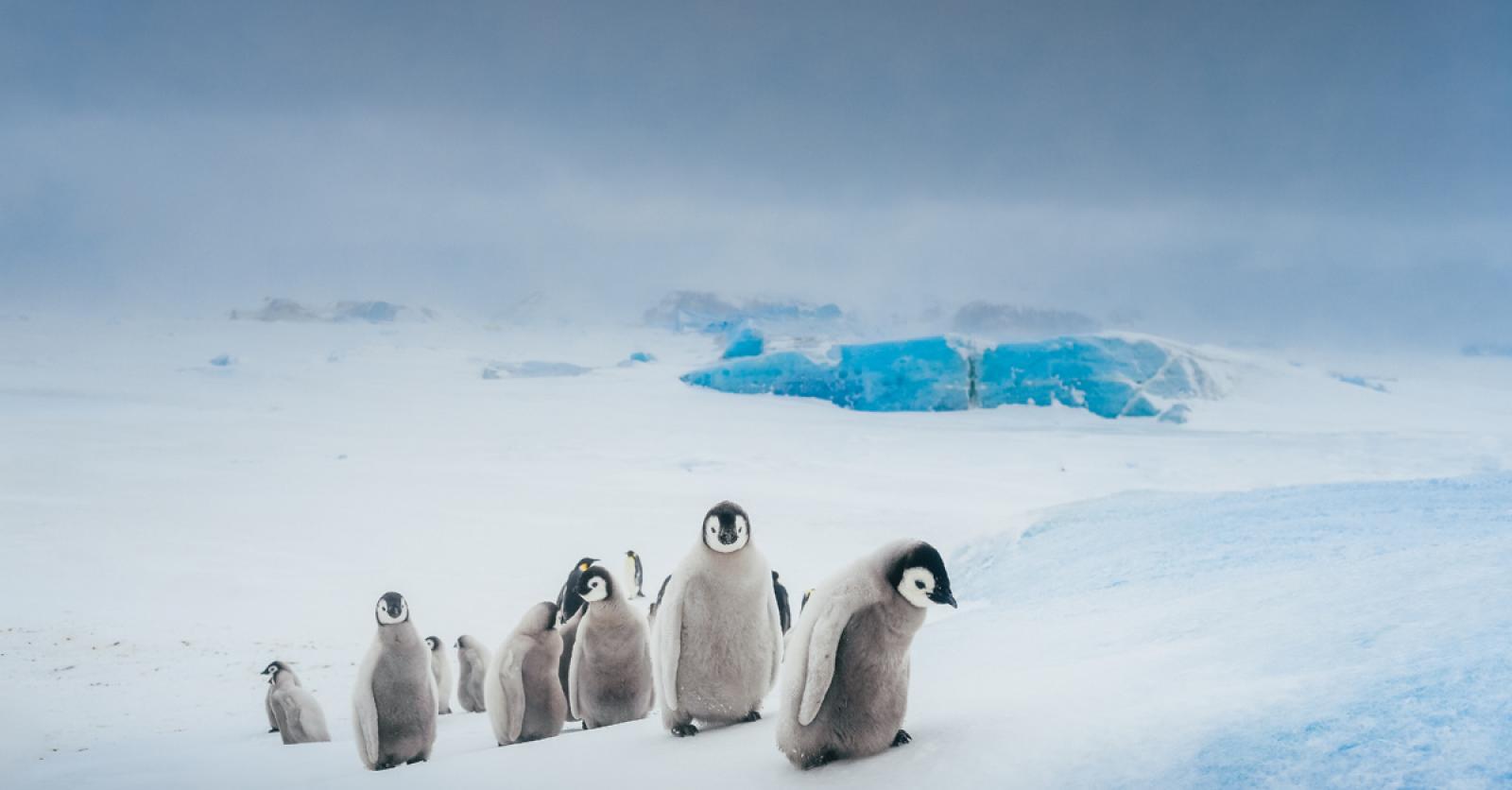 Hoe redden we Antarctica?