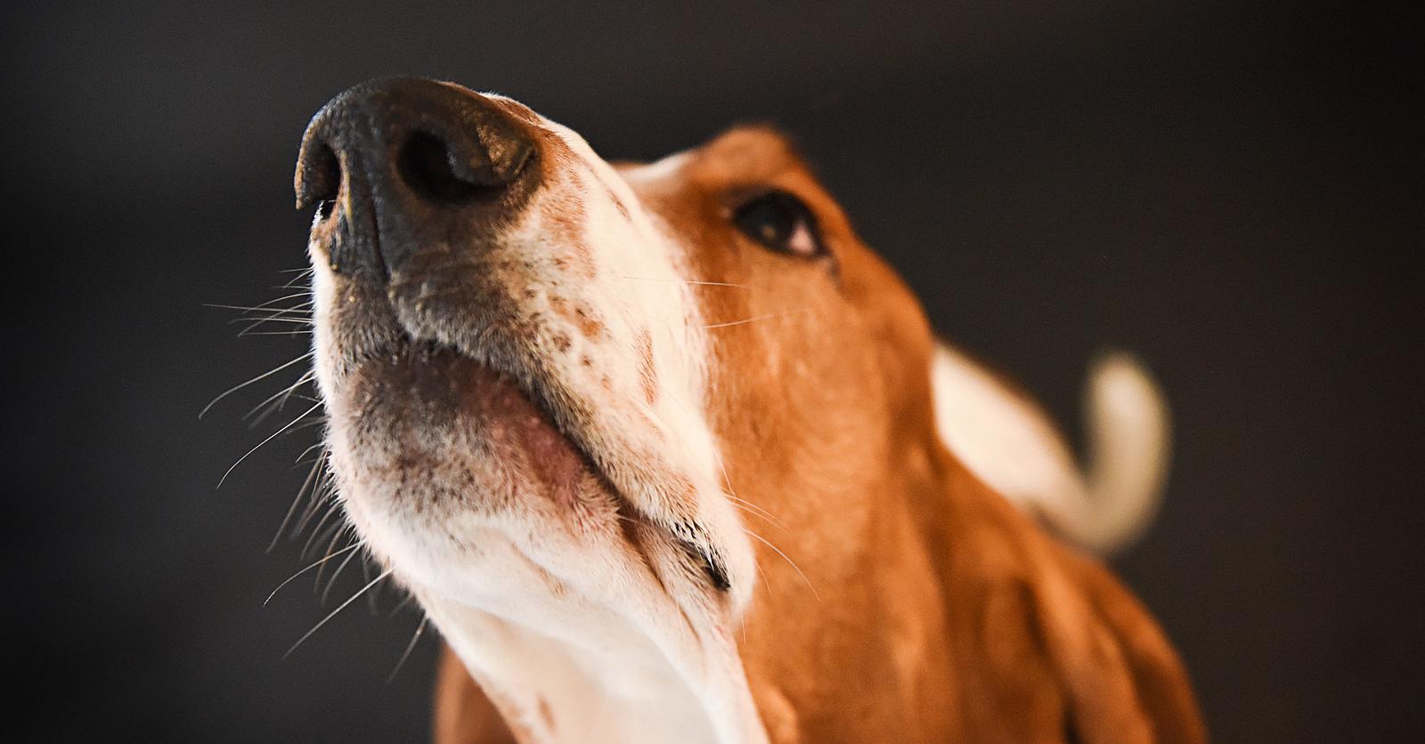 Mysterie van de dag: waarom hebben honden een koude neus?
