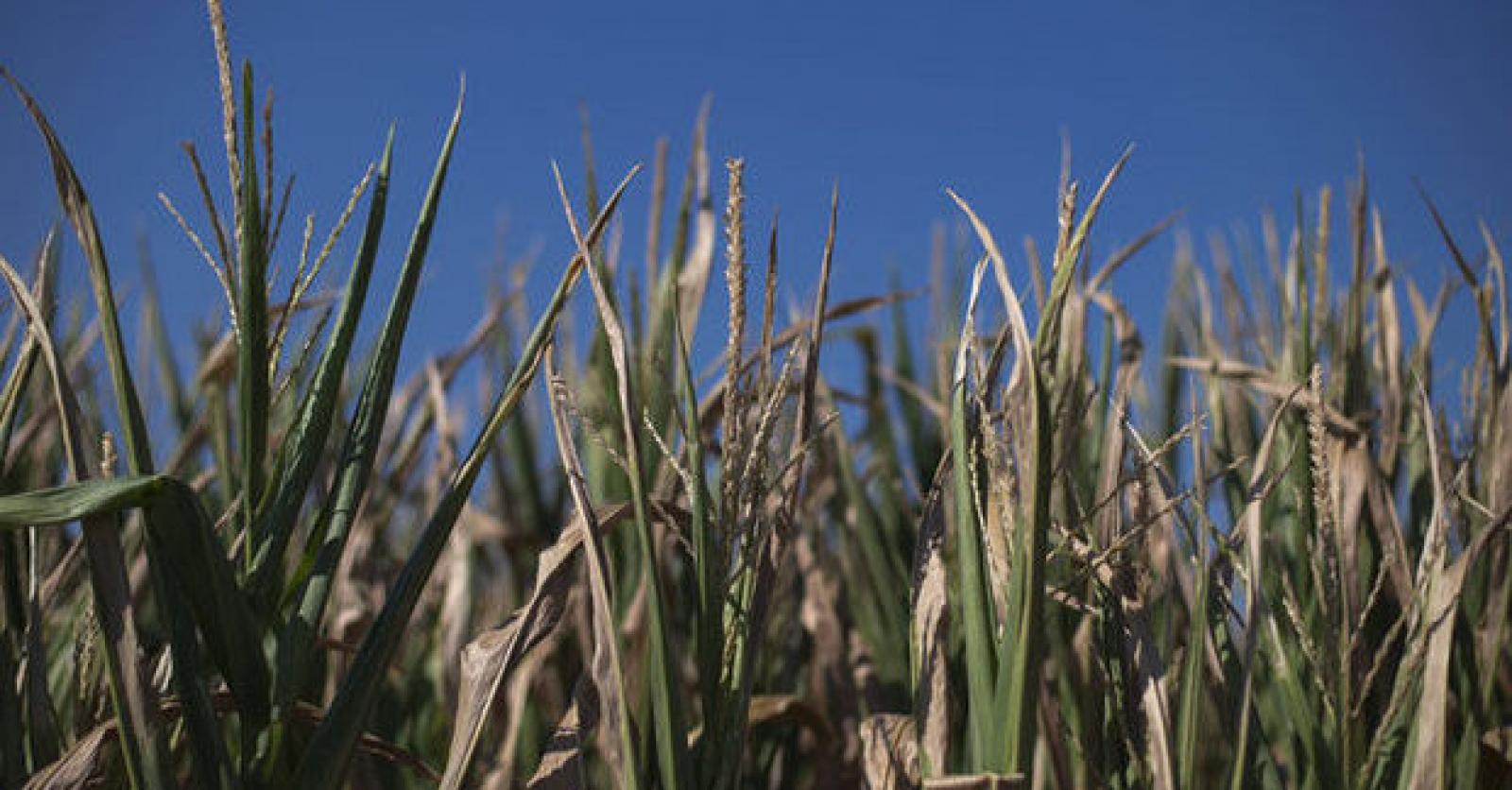 Droogte in VS duurt nog tot winter
