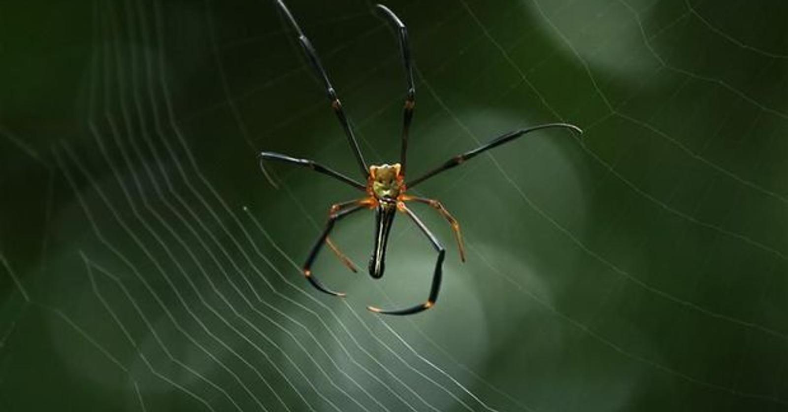 Sommige spinnen planten zich van op een afstand voort