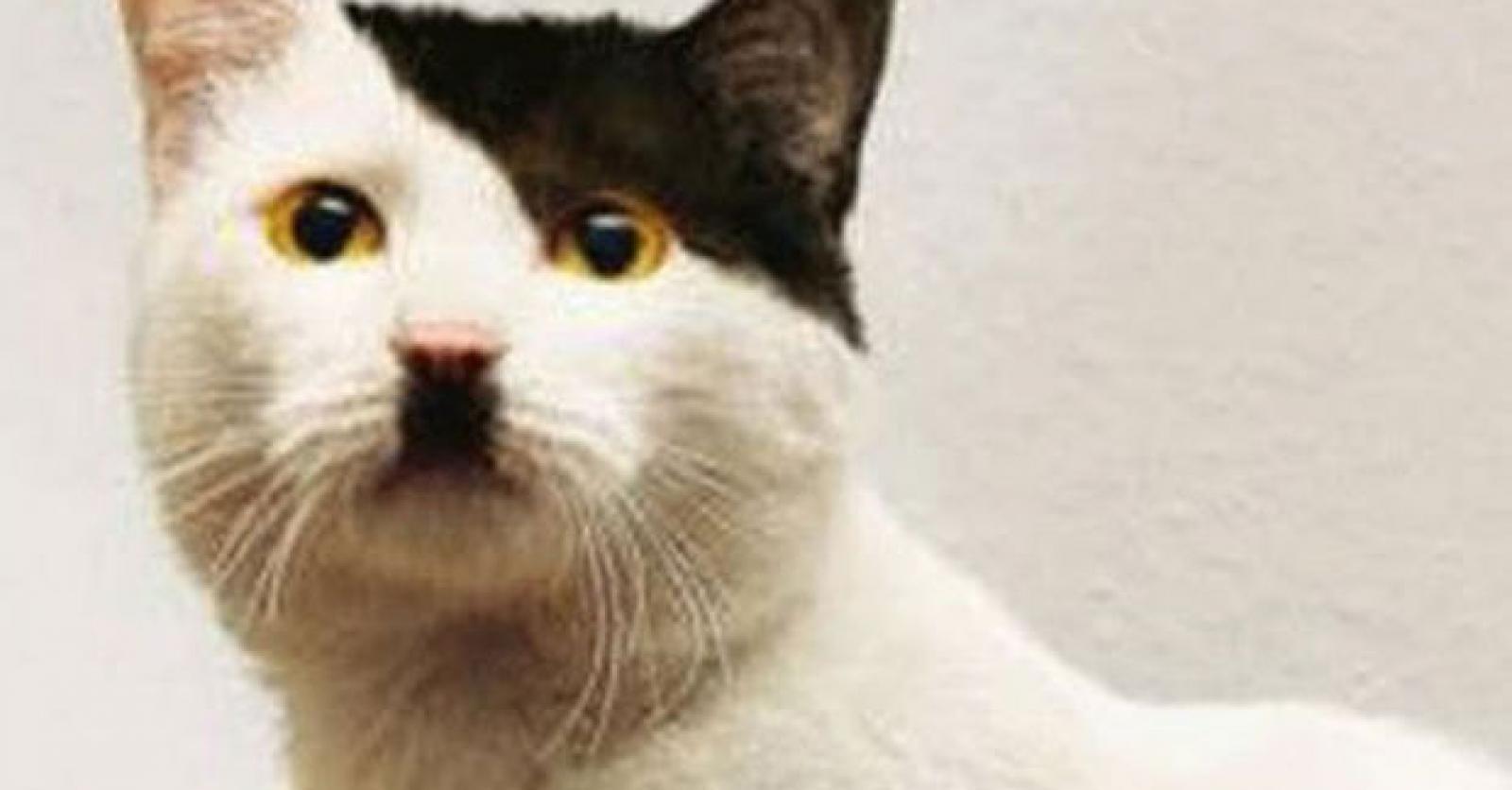 Кот гитлер