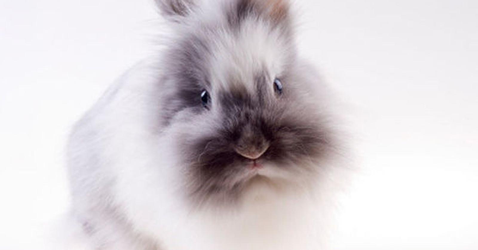 H&M zet productie met angorawol stop wegens dierenmishandeling