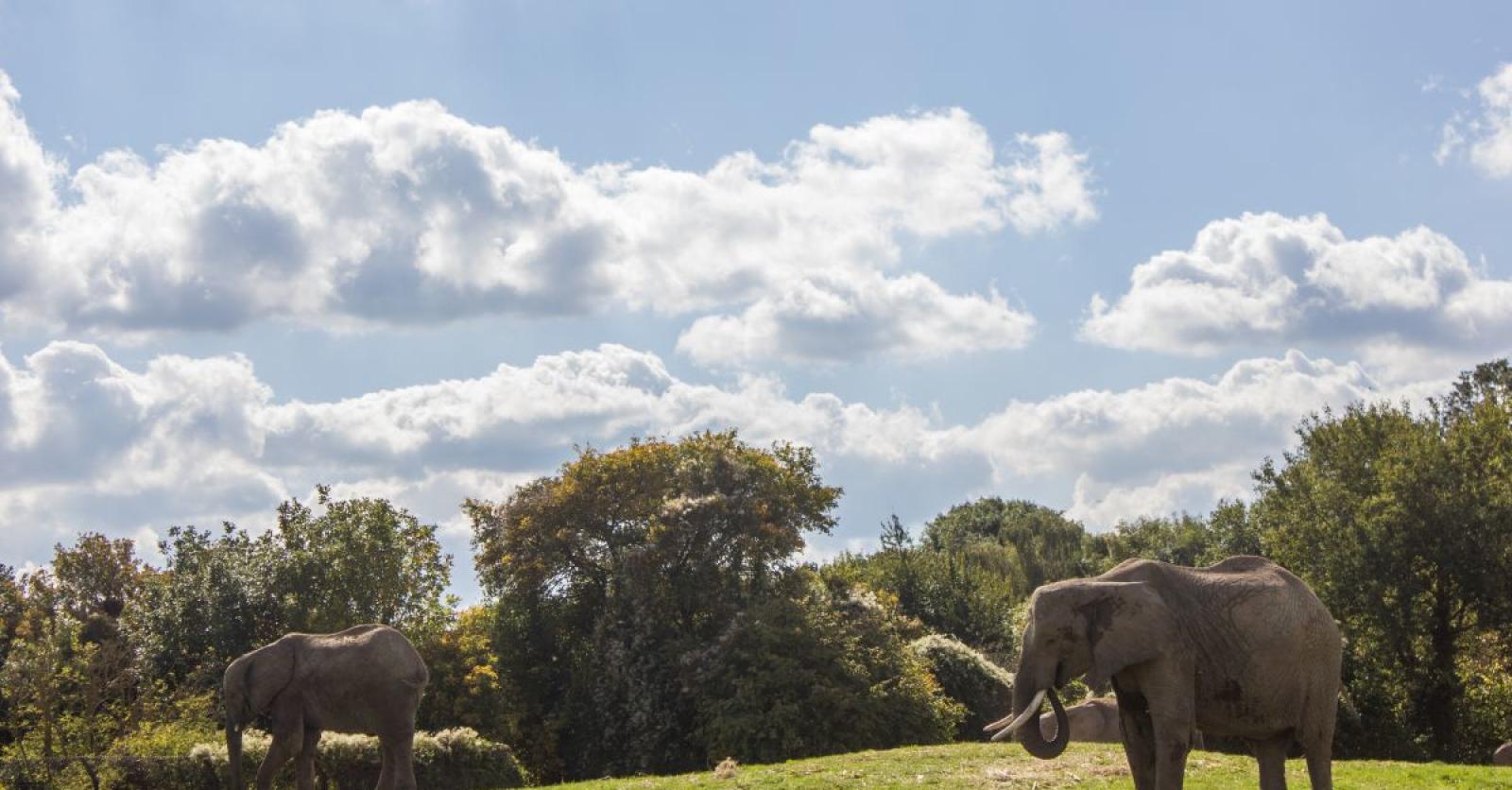 Voor het eerst wordt een kudde olifanten geboren in gevangenschap