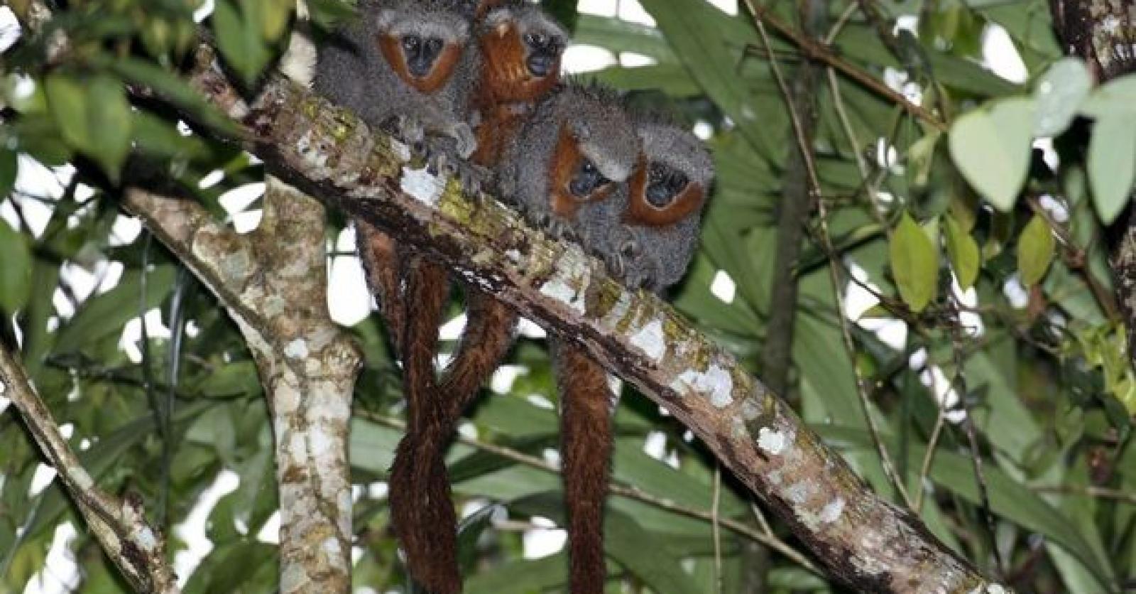 Bijna 400 nieuwe dieren- en plantensoorten ontdekt in het Amazonewoud