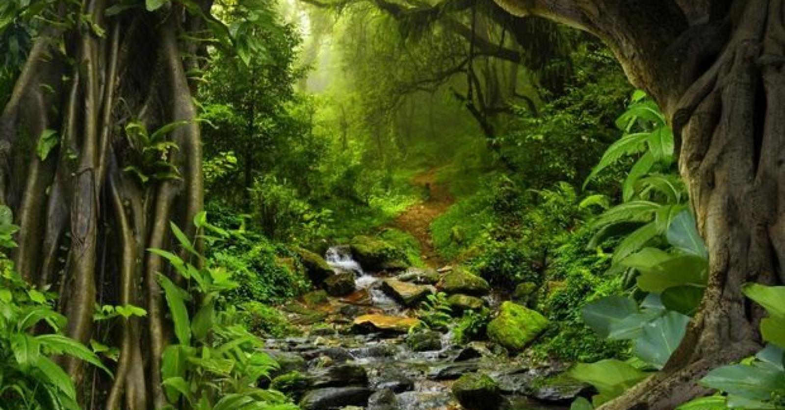 Brazilië start grootste hersteloperatie van het Amazonewoud ooit