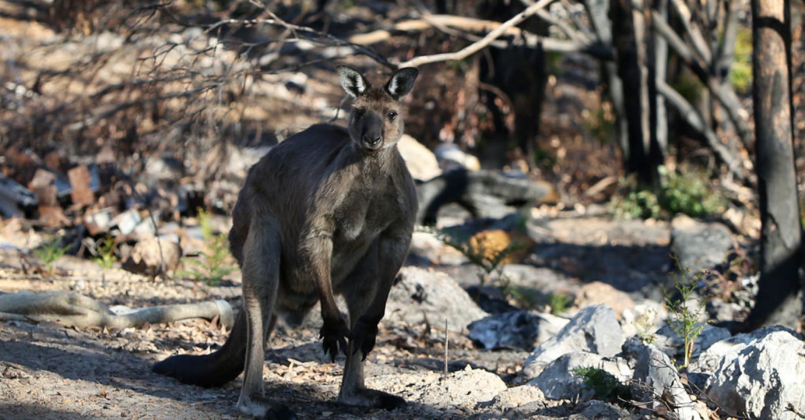 Drie Miljard Dieren Slachtoffer Van Australische Bosbranden: "Slechts ...