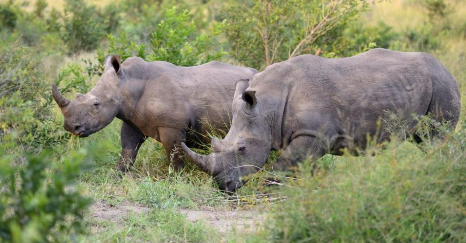 Zeventien zwarte neushoorns verhuisd van Zuid-Afrika naar Malawi