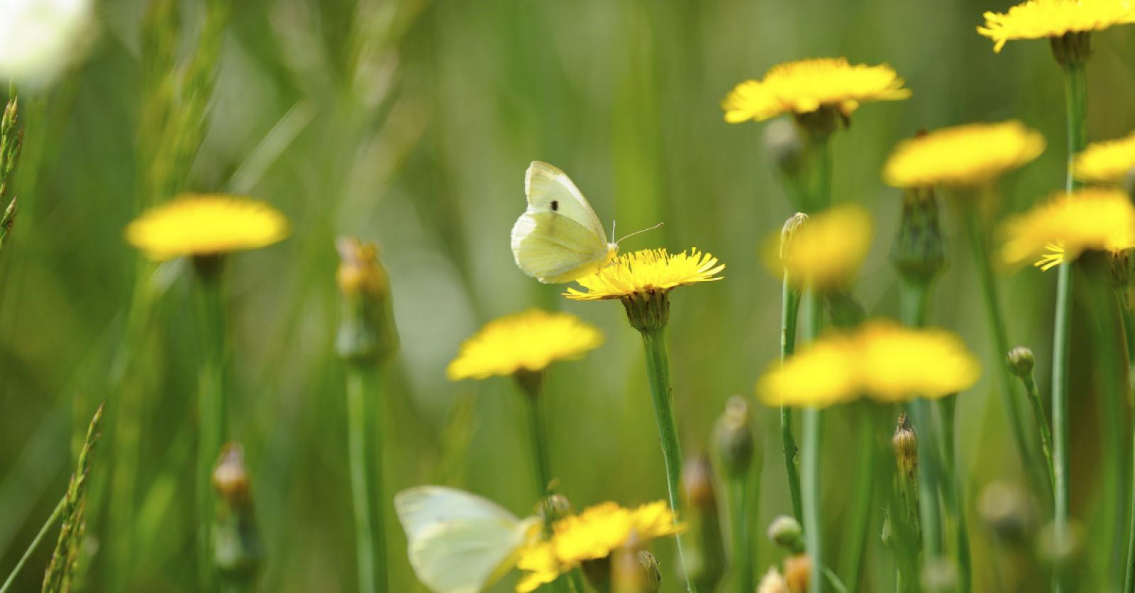 Negen Dingen Die We Allemaal Kunnen Doen Om De Insecten Te Redden