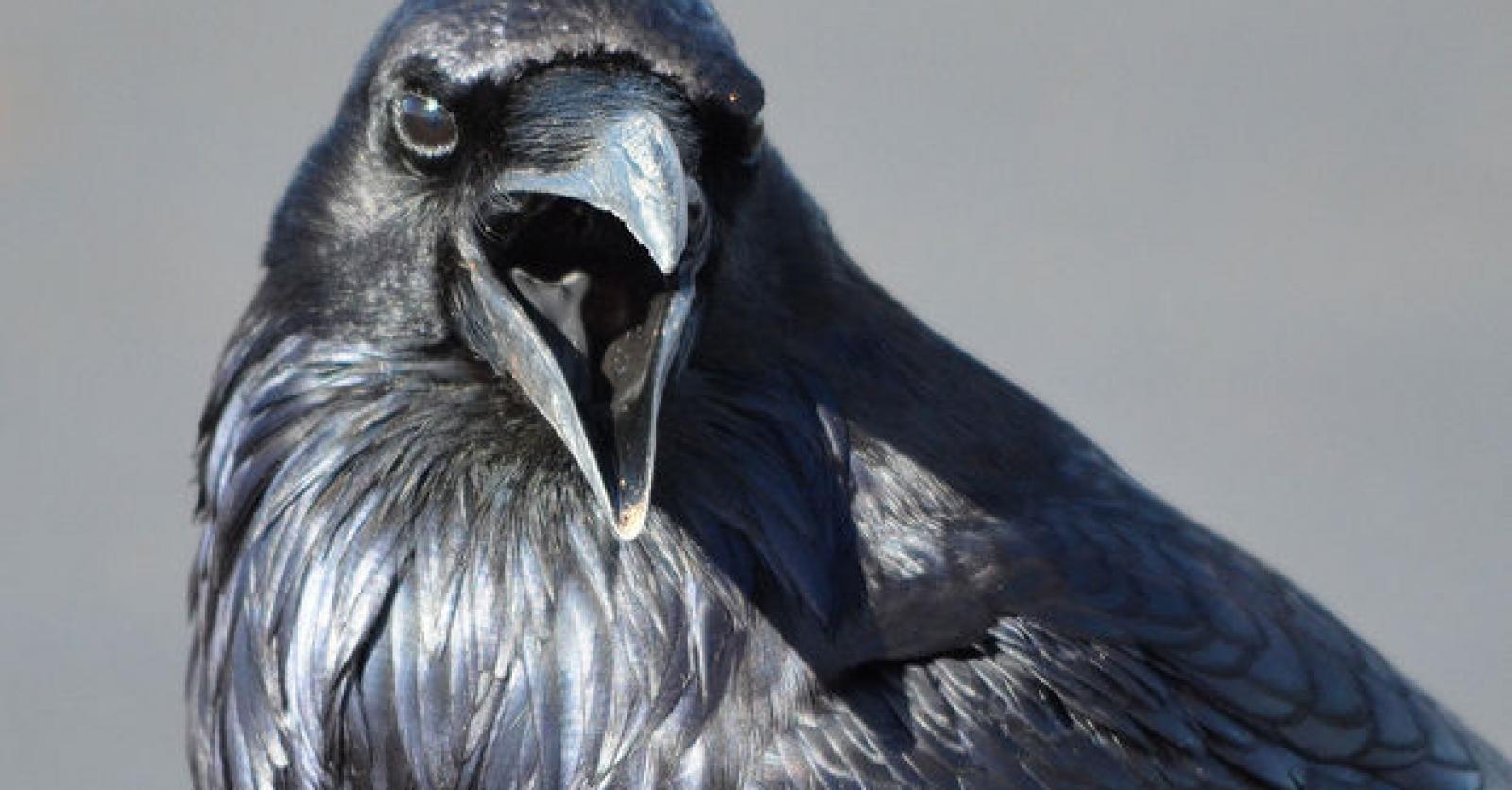 Les corbeaux savent différencier les humains fiables et les tricheurs -  Sciences et Avenir