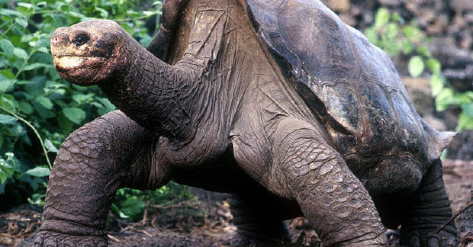 'Eenzame George' was dan toch niet zo eenzaam